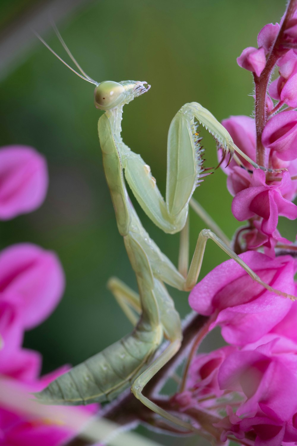 Un primer plano de una mantiza religiosa en una flor rosa