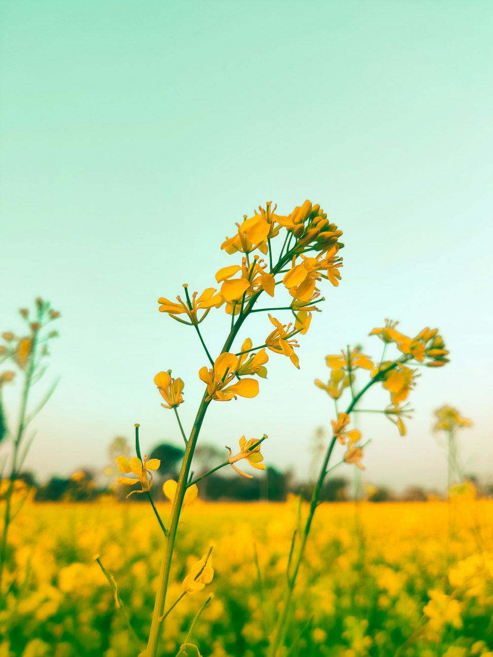 a field full of yellow flowers under a blue sky