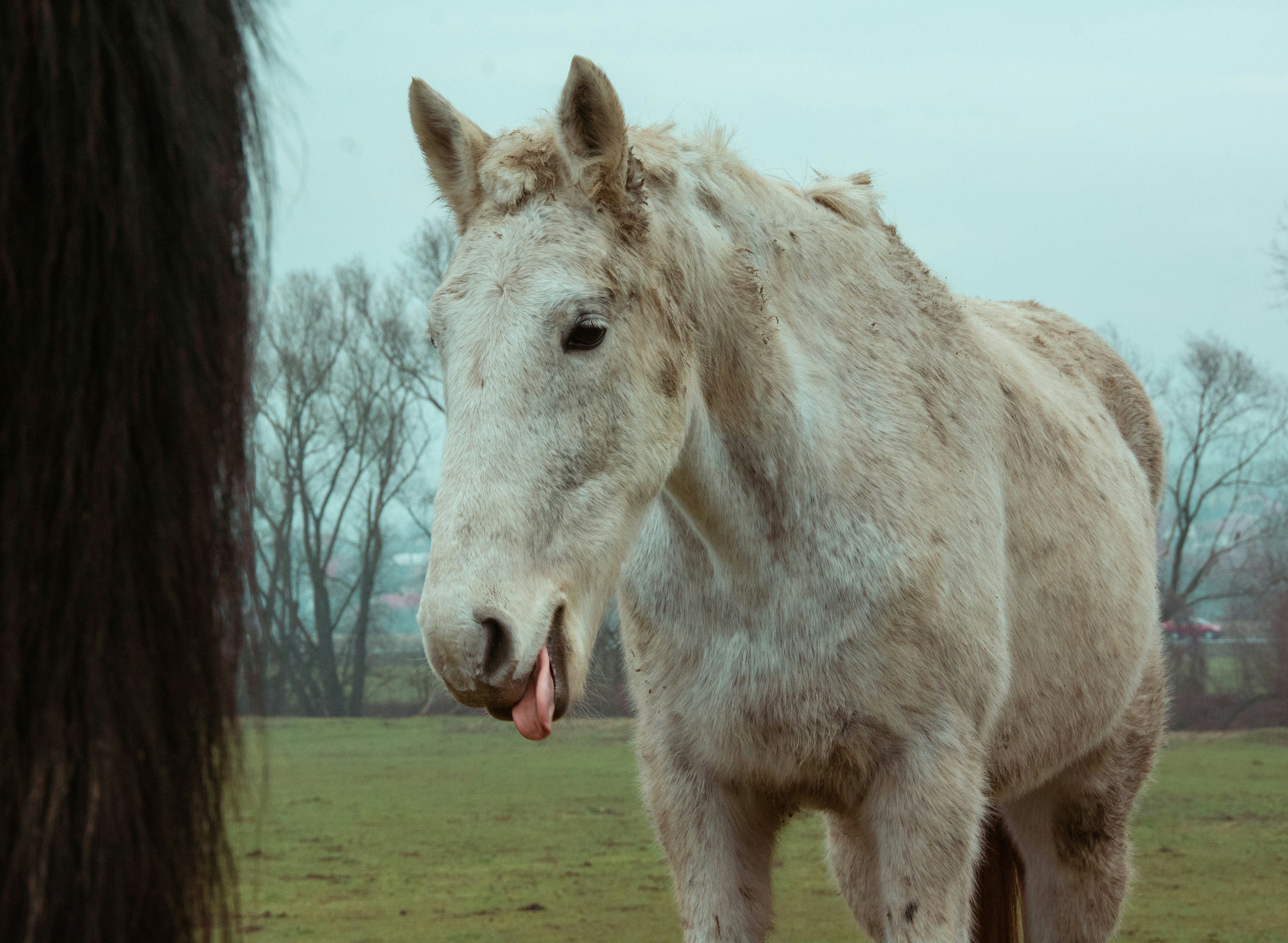 Nahaufnahme eines Pferdes mit offenem Maul