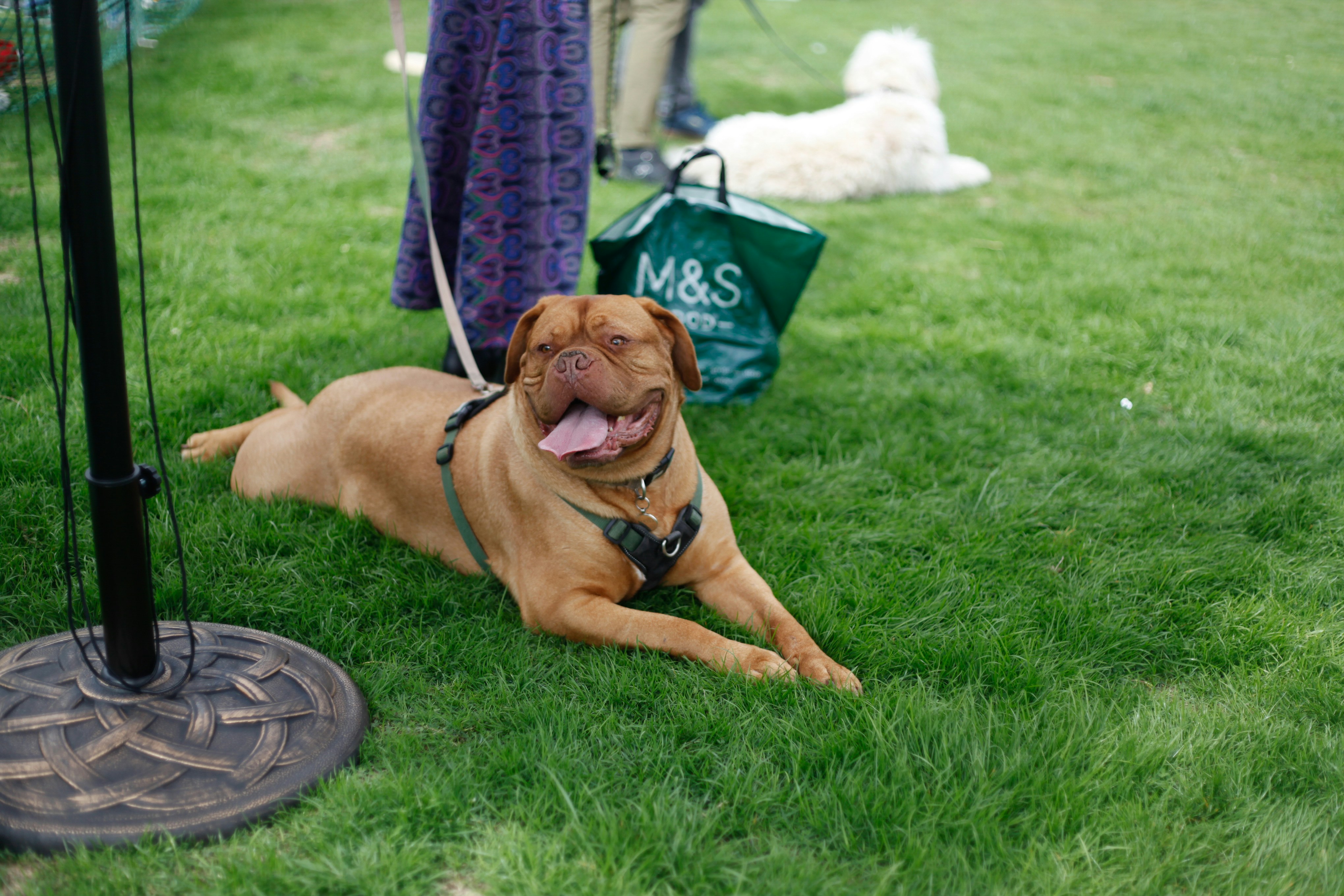 A brown dog laying on top of a lush green field photo – Free Portrait ...