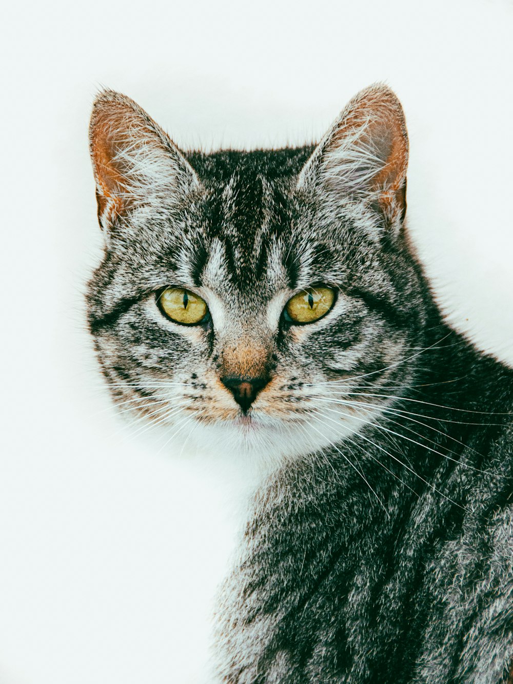 a close up of a cat with yellow eyes