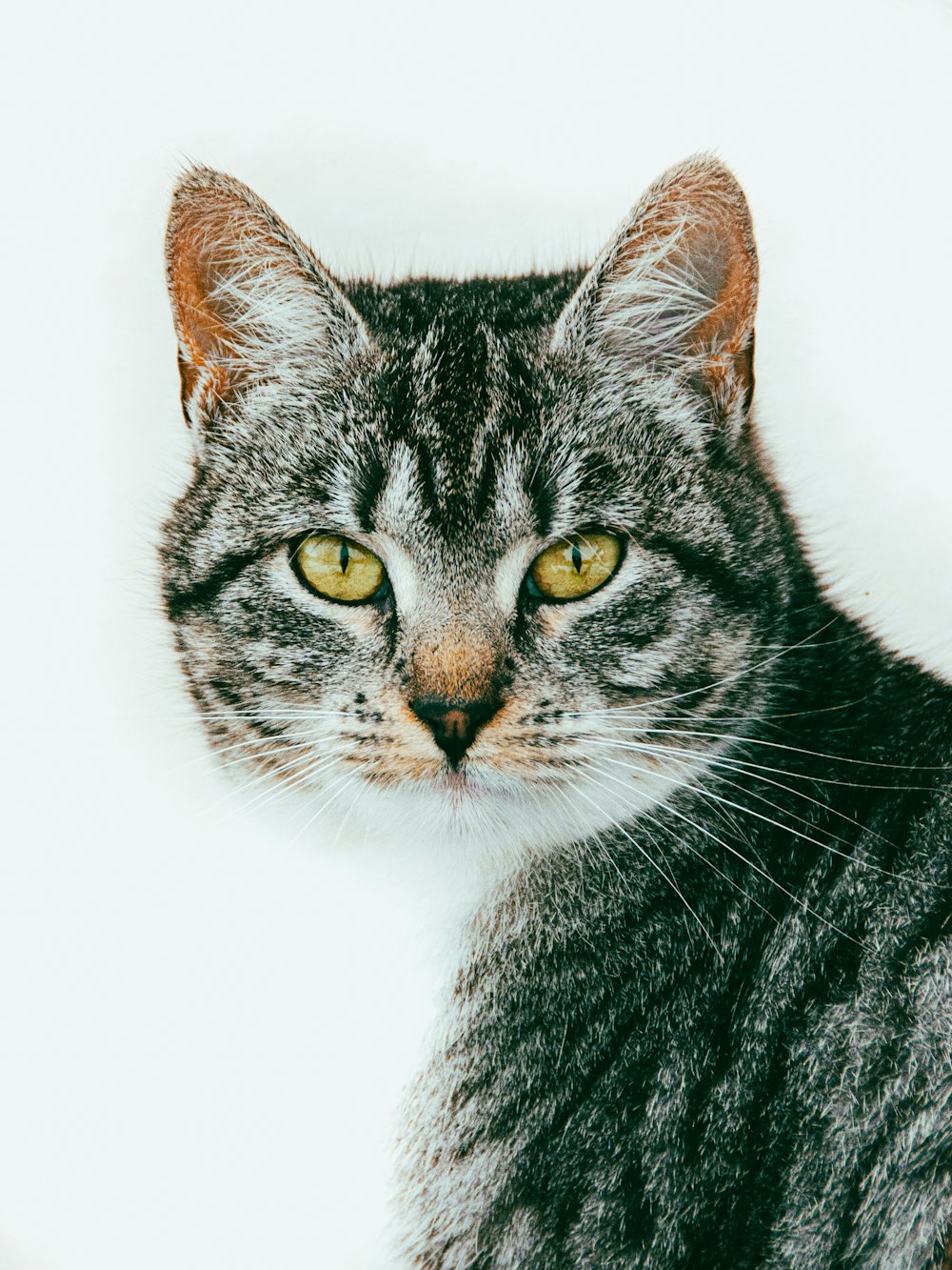 Un primer plano de un gato con ojos amarillos