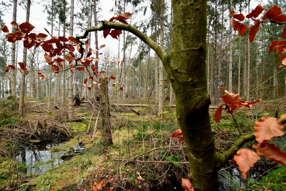 a stream running through a forest filled with lots of trees