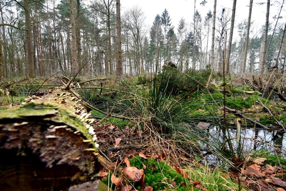 a fallen tree in the middle of a forest