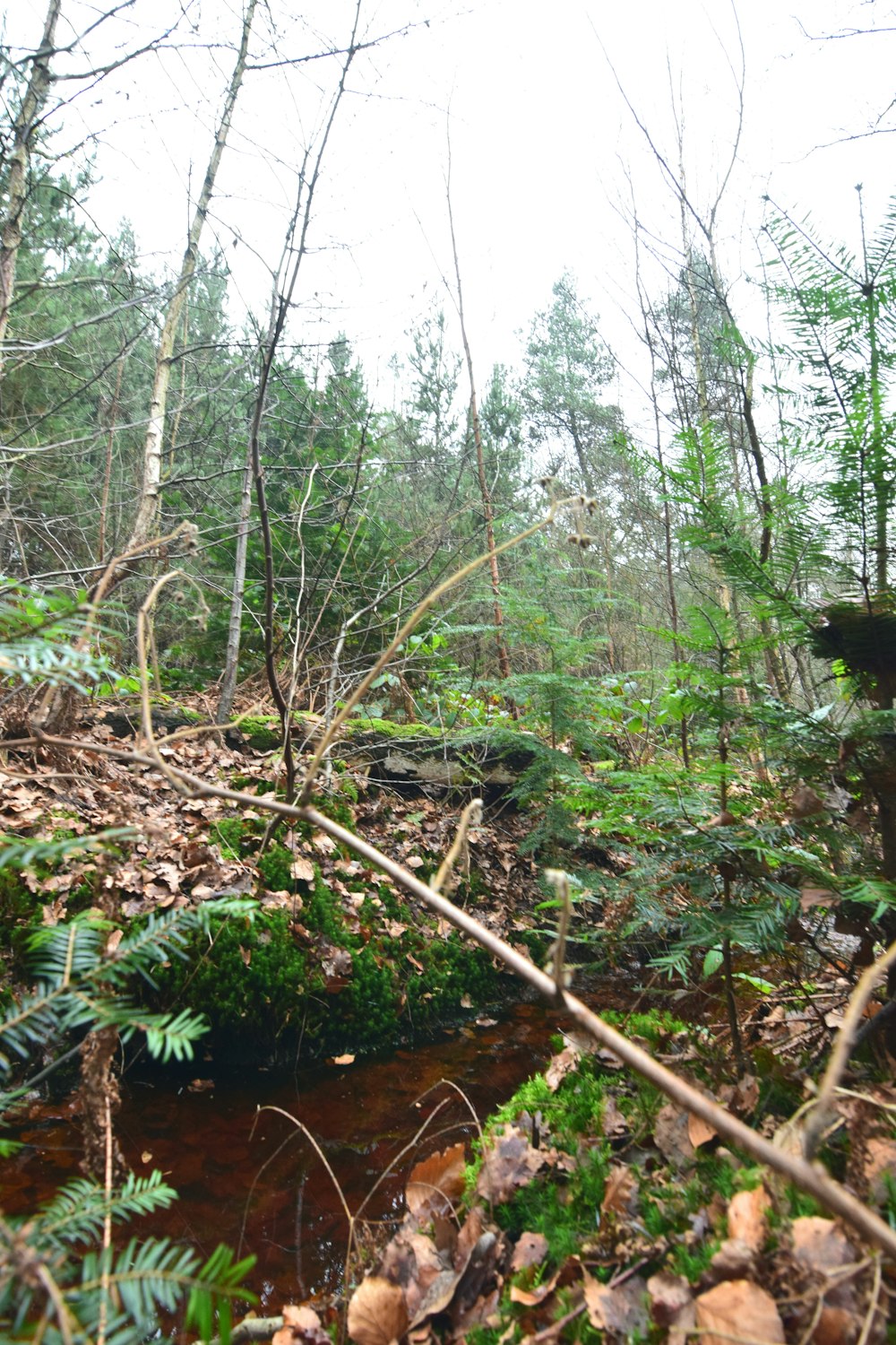 a stream running through a forest filled with lots of trees