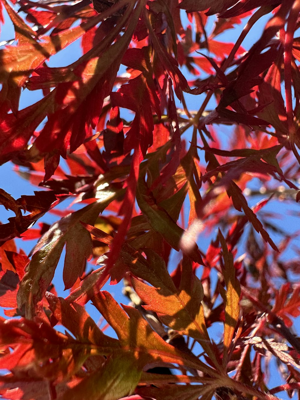 Un uccello è appollaiato su un ramo di un albero