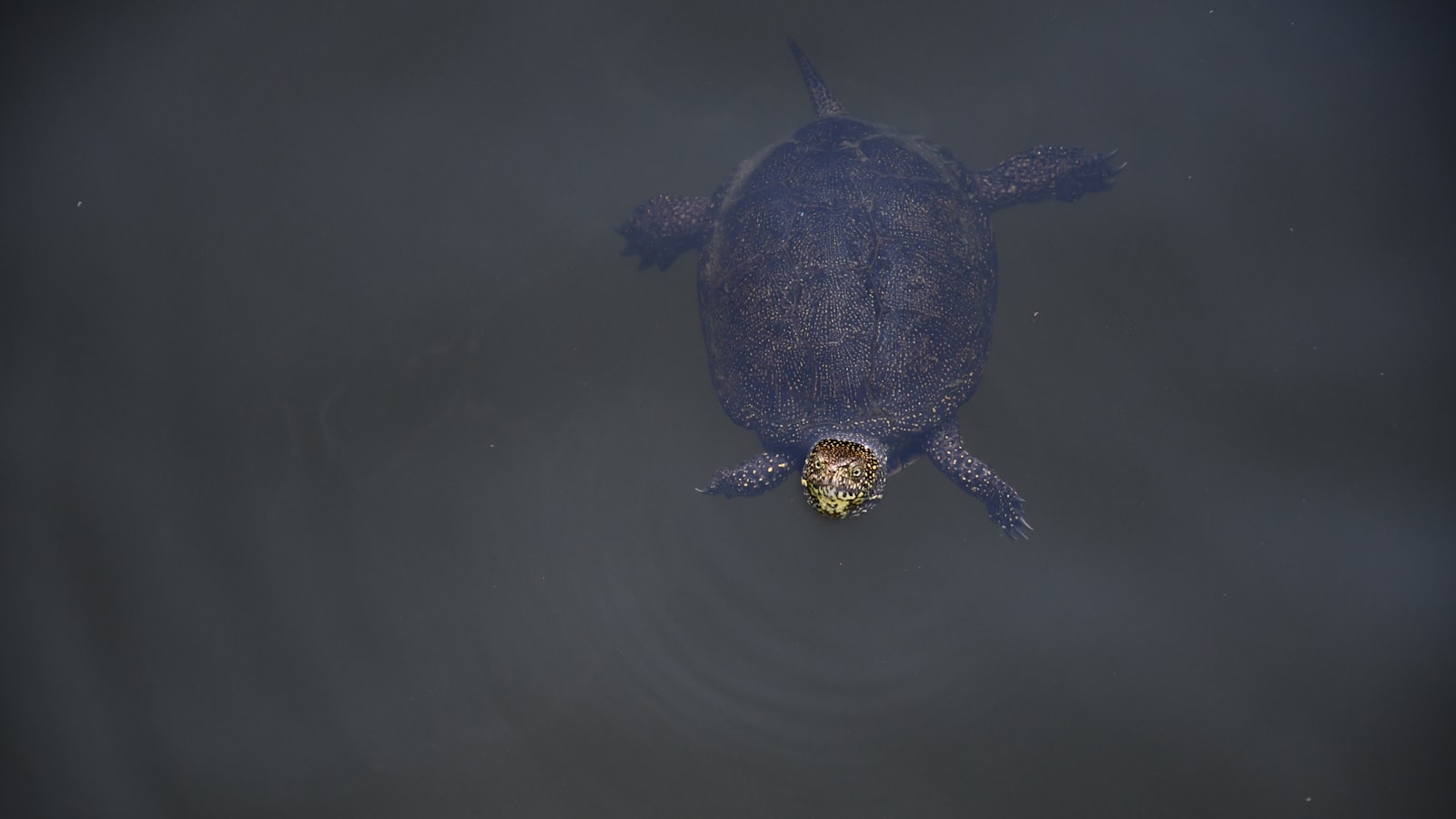 Can Tortoises Safely Consume Eggplant?