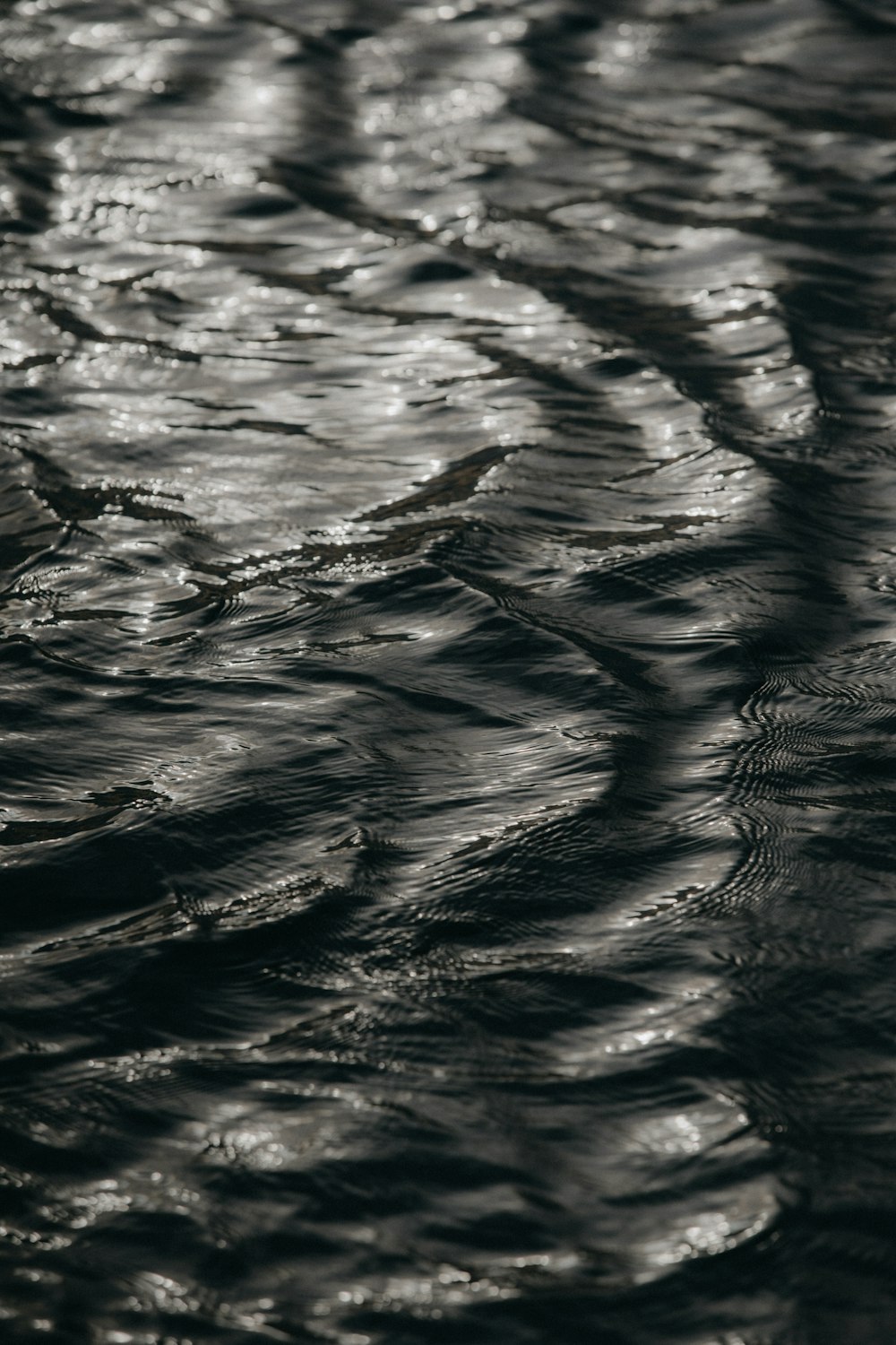 a black and white photo of a bird in the water