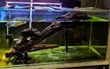 A clear fish tank contains an arrangement of driftwood and a large fish swimming near the surface. The wood spans horizontally, creating a naturalistic environment, with the tank's water tinted in a greenish hue. An aquarium light is positioned above the tank, casting a reflection on the water's surface.