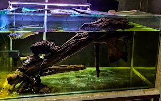 A clear fish tank contains an arrangement of driftwood and a large fish swimming near the surface. The wood spans horizontally, creating a naturalistic environment, with the tank's water tinted in a greenish hue. An aquarium light is positioned above the tank, casting a reflection on the water's surface.