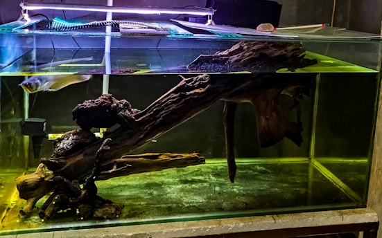 A clear fish tank contains an arrangement of driftwood and a large fish swimming near the surface. The wood spans horizontally, creating a naturalistic environment, with the tank's water tinted in a greenish hue. An aquarium light is positioned above the tank, casting a reflection on the water's surface.