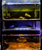 Three stacked aquariums are displayed, each with a separate tank. The top tank contains a noticeable filter system and a large, light-colored fish. Leaves and pebbles settle at the base, adding texture. The middle tank is mostly obscured, lacking visible details. In the bottom tank, more leaves and a smaller fish are visible, with a sandy substrate.