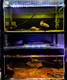 Three stacked aquariums are displayed, each with a separate tank. The top tank contains a noticeable filter system and a large, light-colored fish. Leaves and pebbles settle at the base, adding texture. The middle tank is mostly obscured, lacking visible details. In the bottom tank, more leaves and a smaller fish are visible, with a sandy substrate.