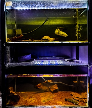 Three stacked aquariums are displayed, each with a separate tank. The top tank contains a noticeable filter system and a large, light-colored fish. Leaves and pebbles settle at the base, adding texture. The middle tank is mostly obscured, lacking visible details. In the bottom tank, more leaves and a smaller fish are visible, with a sandy substrate.