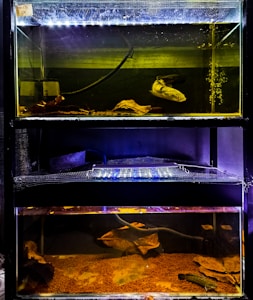 Custom Aquariums for You