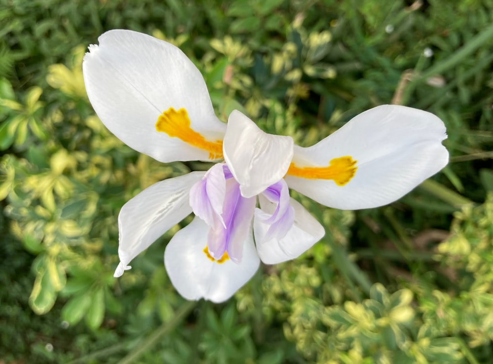 a close up of a white and yellow flower