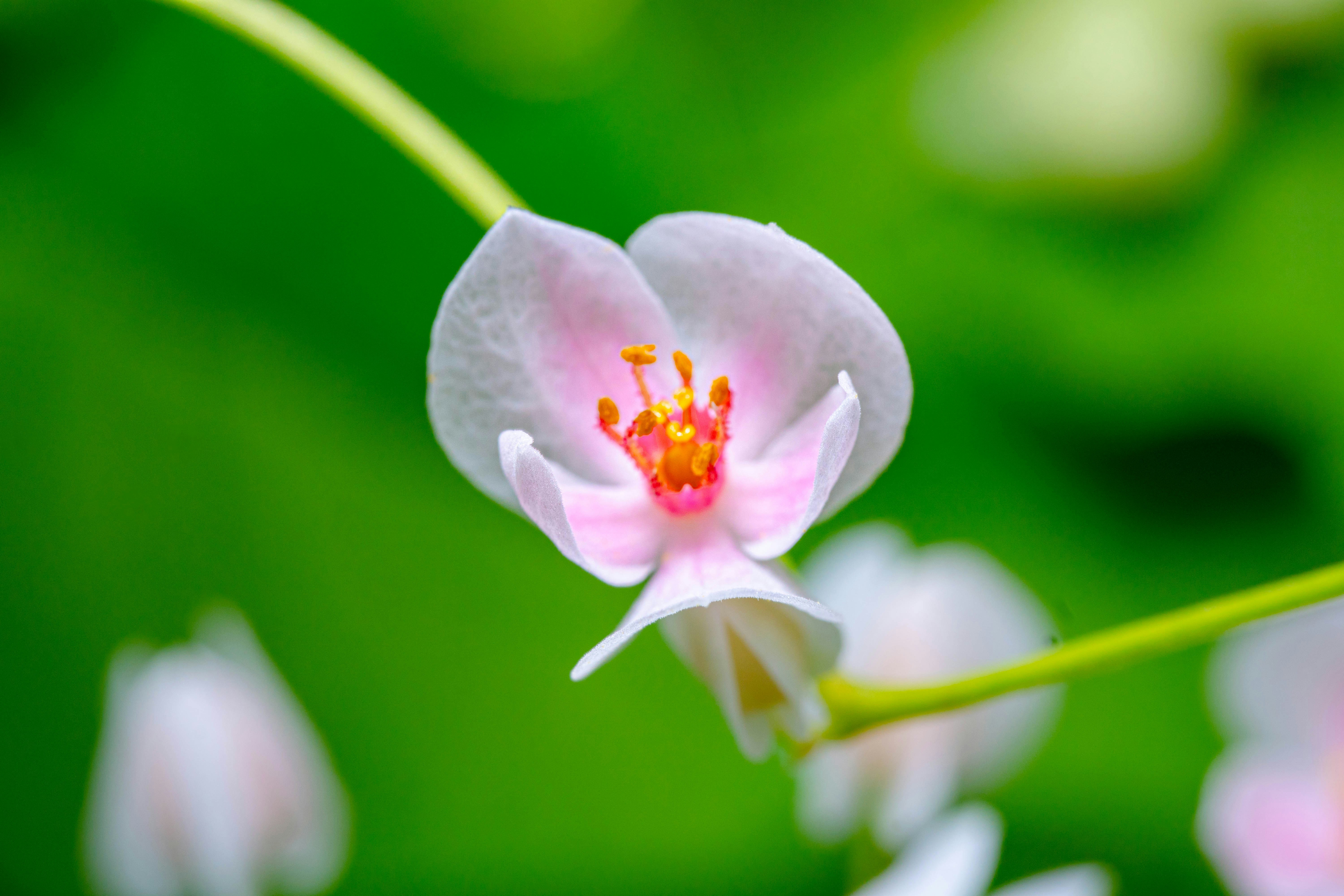 close-up of a blossom white-pink Begonia flower