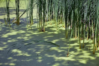 a group of tall green plants sitting in the sand