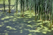 a group of tall green plants sitting in the sand