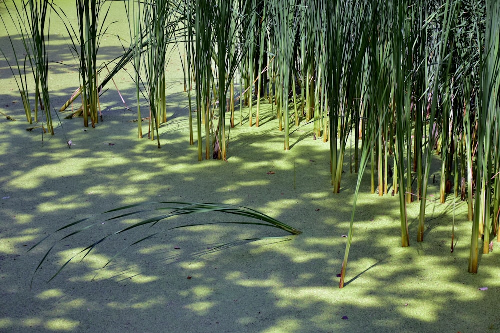 a group of tall green plants sitting in the sand