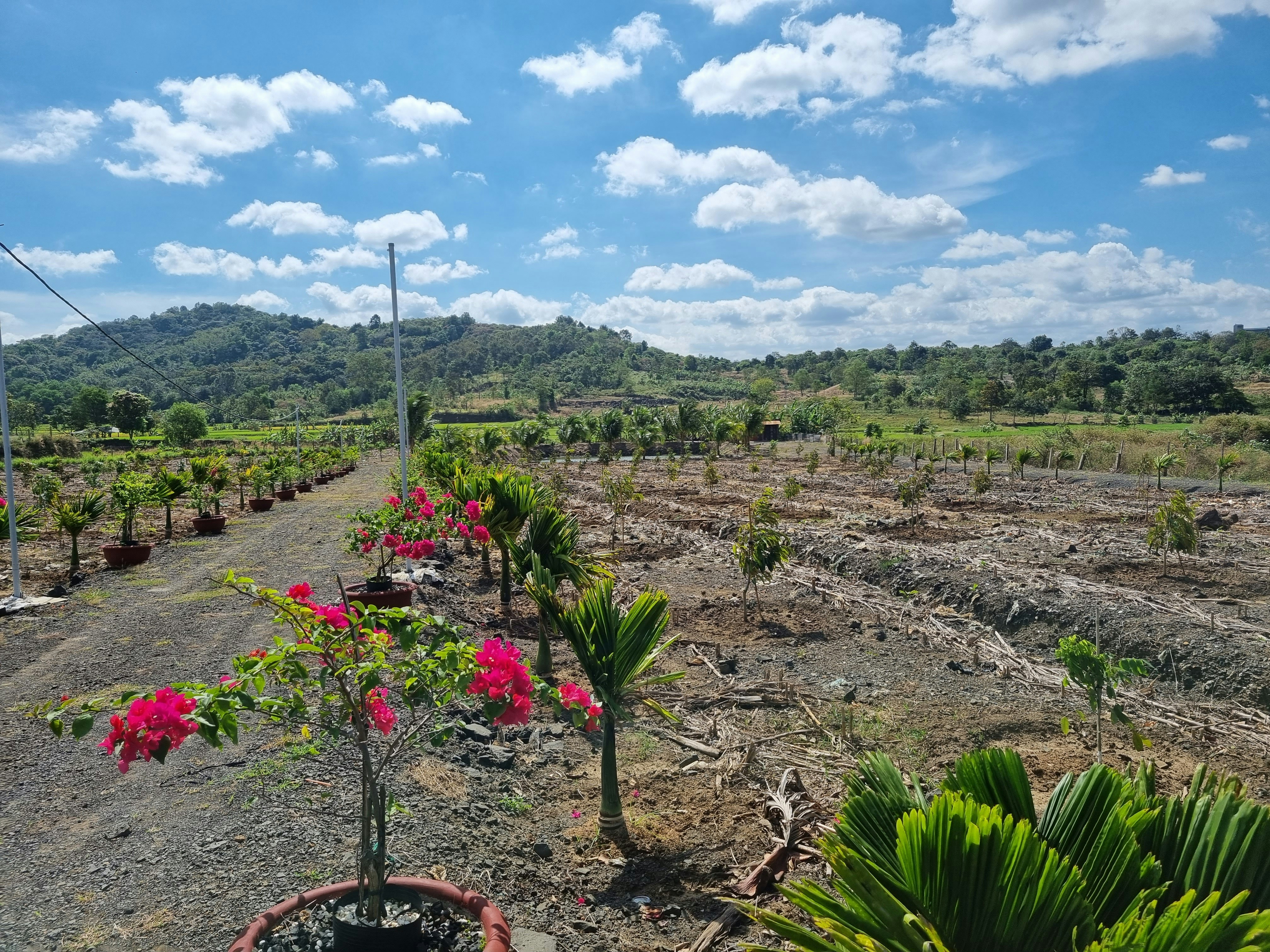 un chemin de terre entouré d’arbres et de fleurs