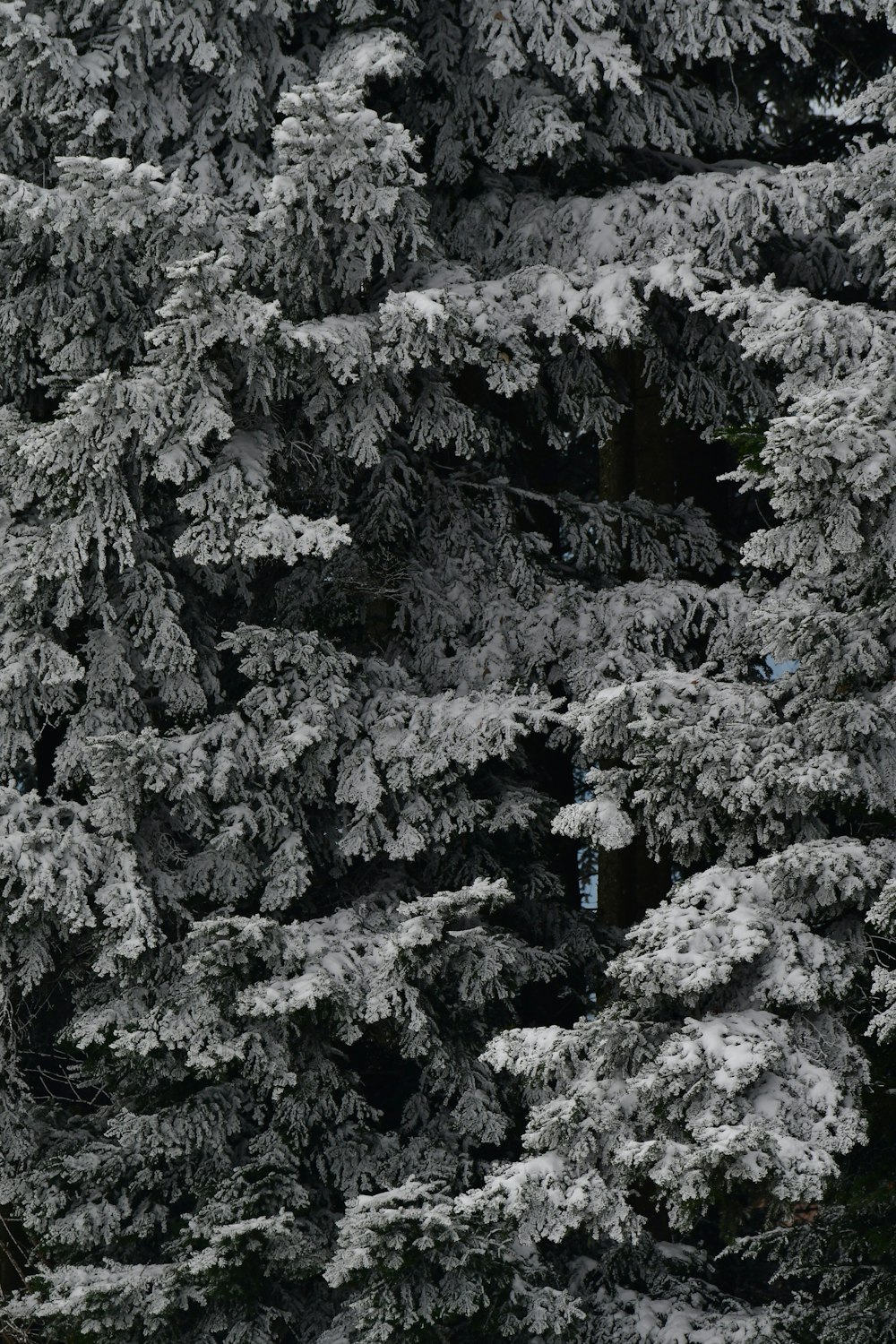 um snowboarder está no meio das árvores