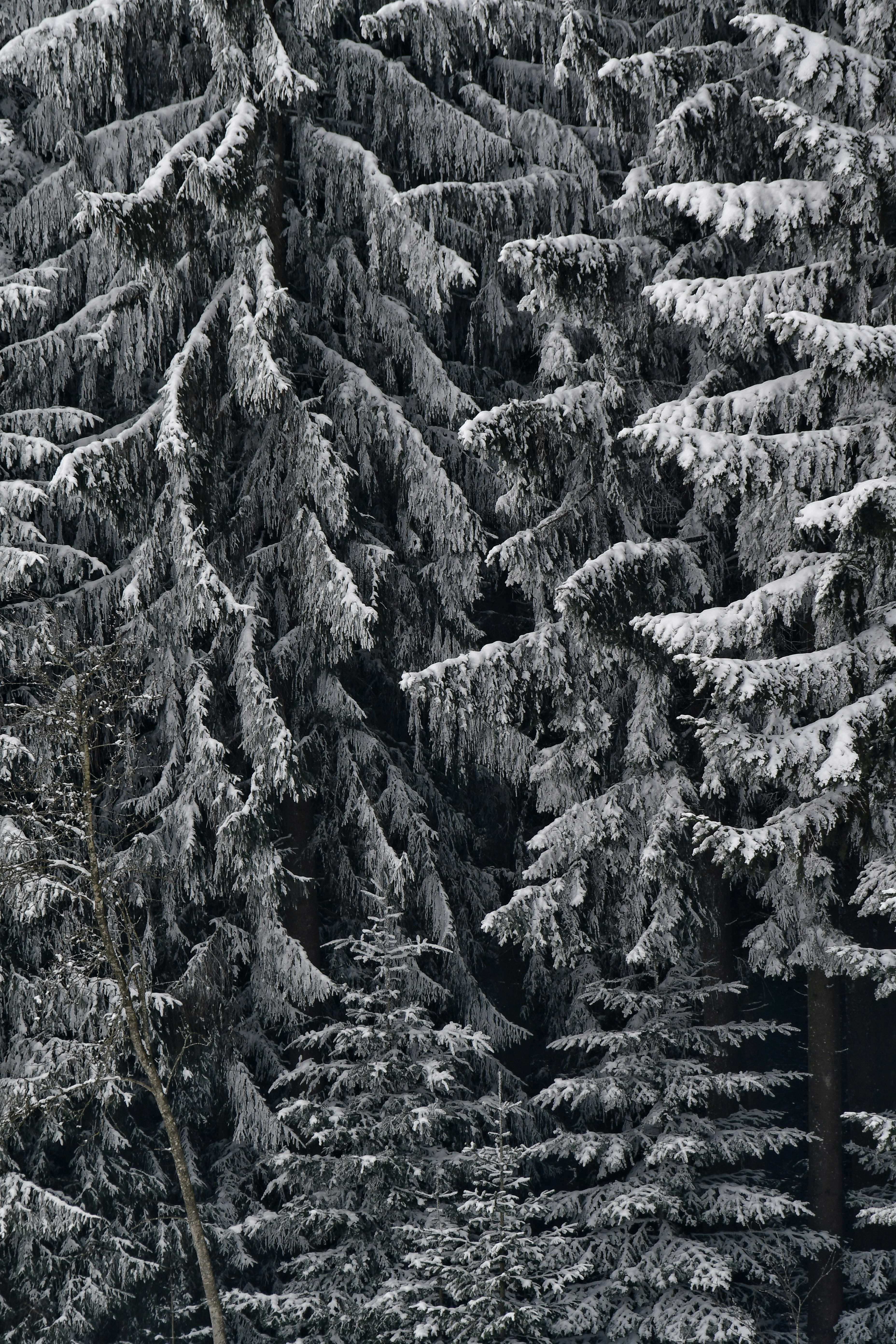 Photo by pedrino5_official