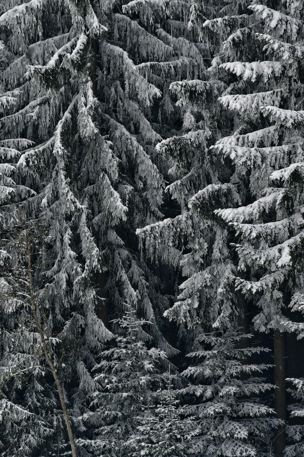 um grupo de pinheiros cobertos de neve