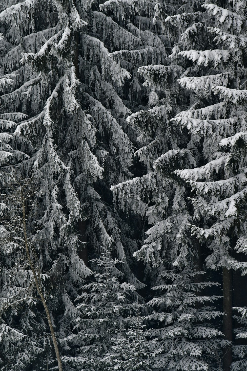 un groupe de pins couverts de neige