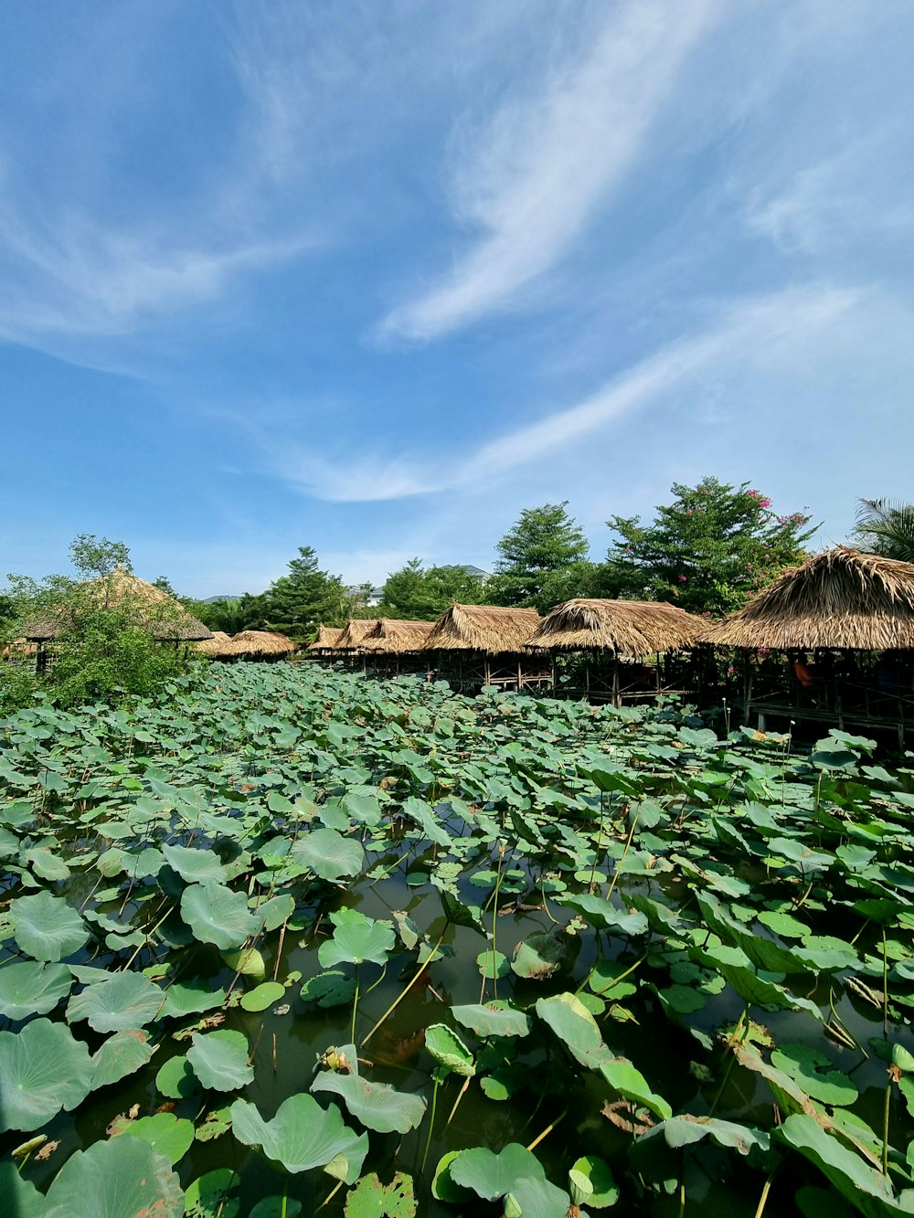 a field full of water lilies under a blue sky