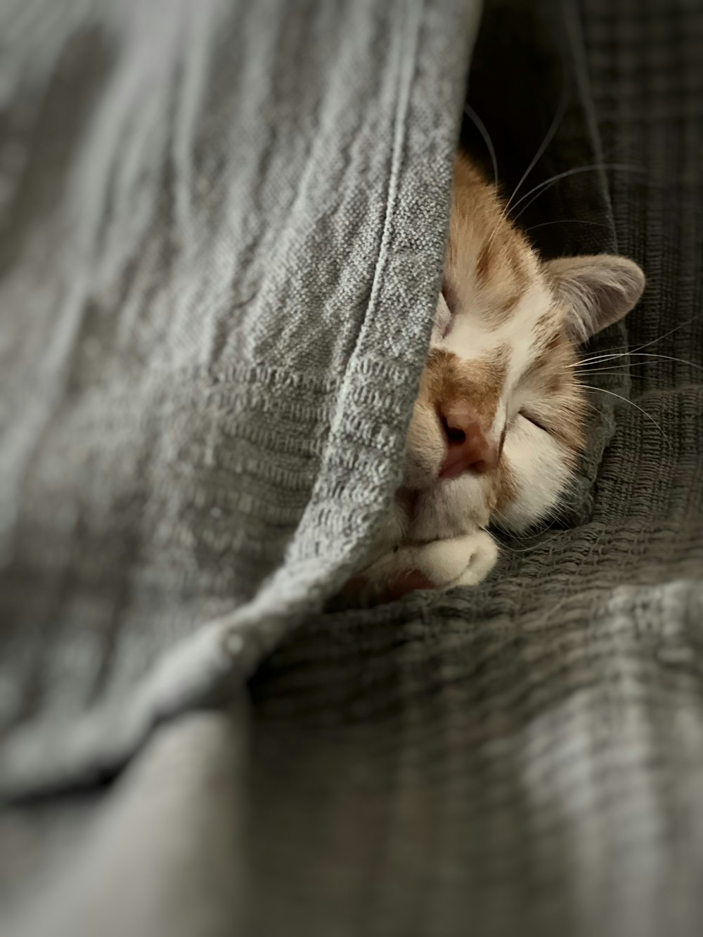 a small kitten is sleeping on a bed