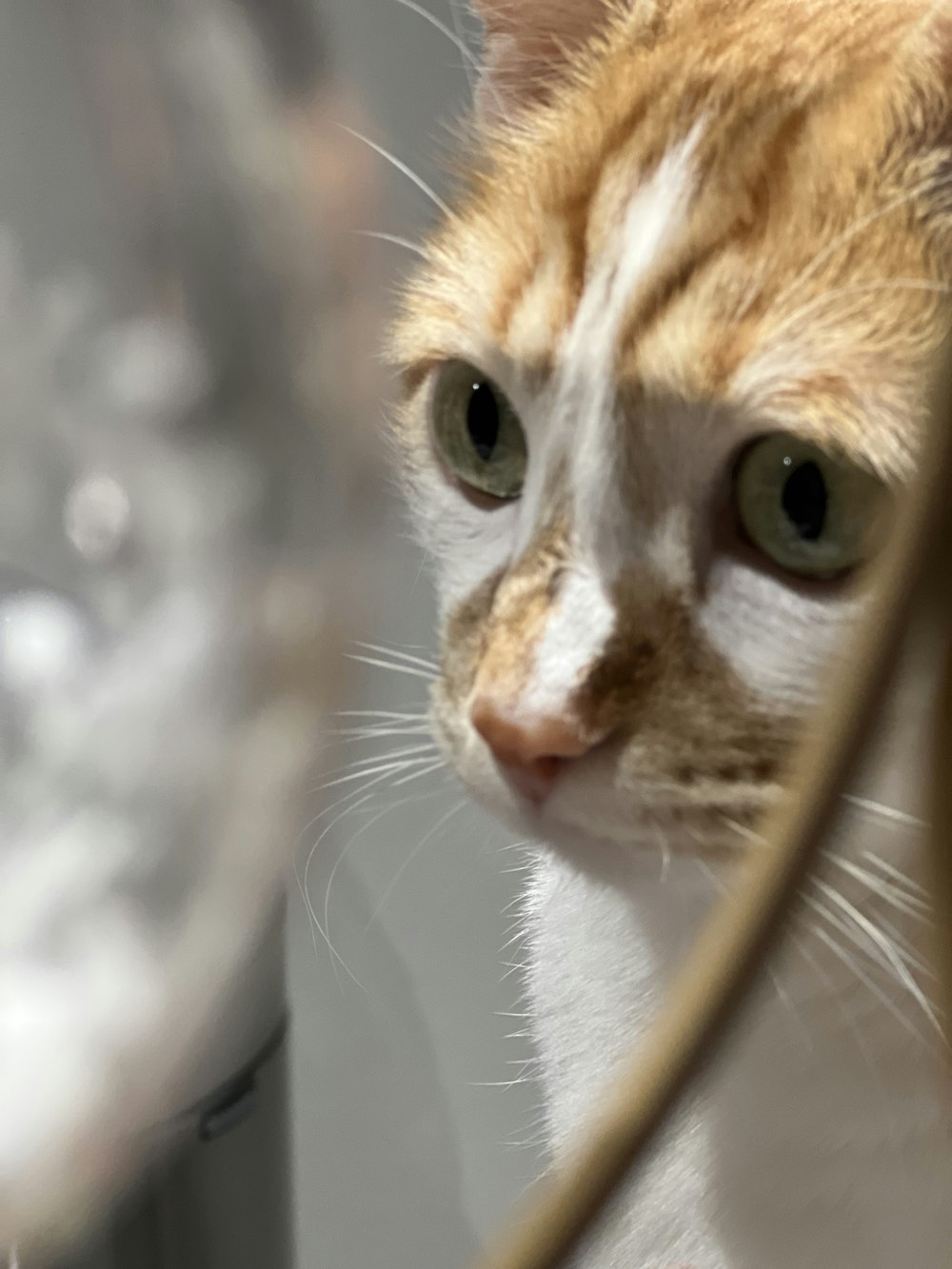 a close up of a cat looking at itself in a mirror