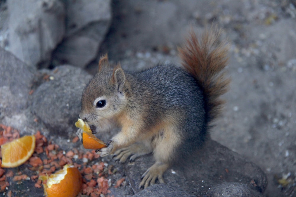 a squirrel eating an orange on a rock