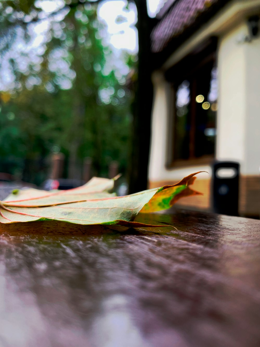 a close up of a leaf on a table