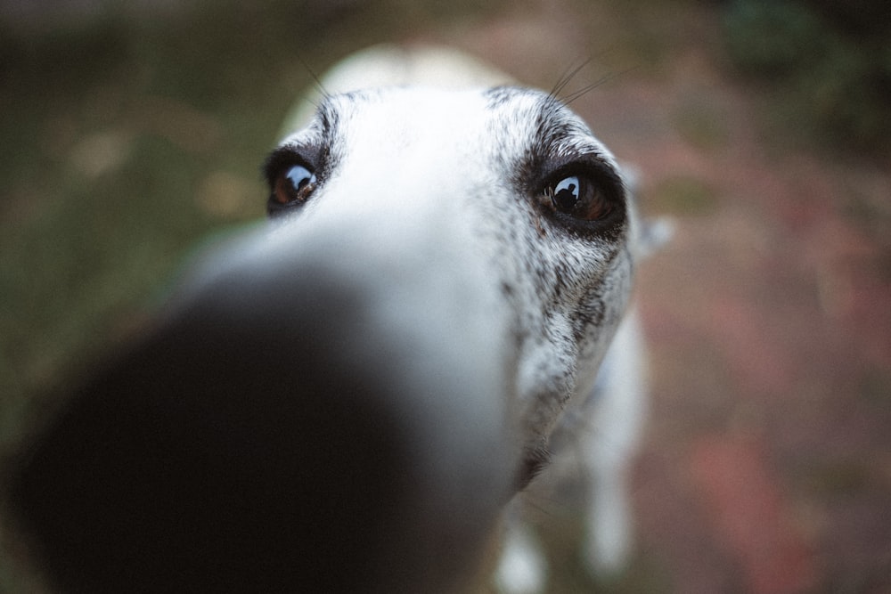 a close up of a dog's face with a blurry background