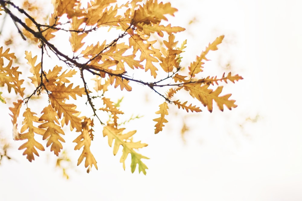 a tree branch with yellow leaves against a white sky