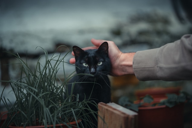A black cat with piercing eyes is being gently petted by a human hand. The scene includes lush green plants in pots and a soft-focus background, suggesting an outdoor setting possibly in a garden.