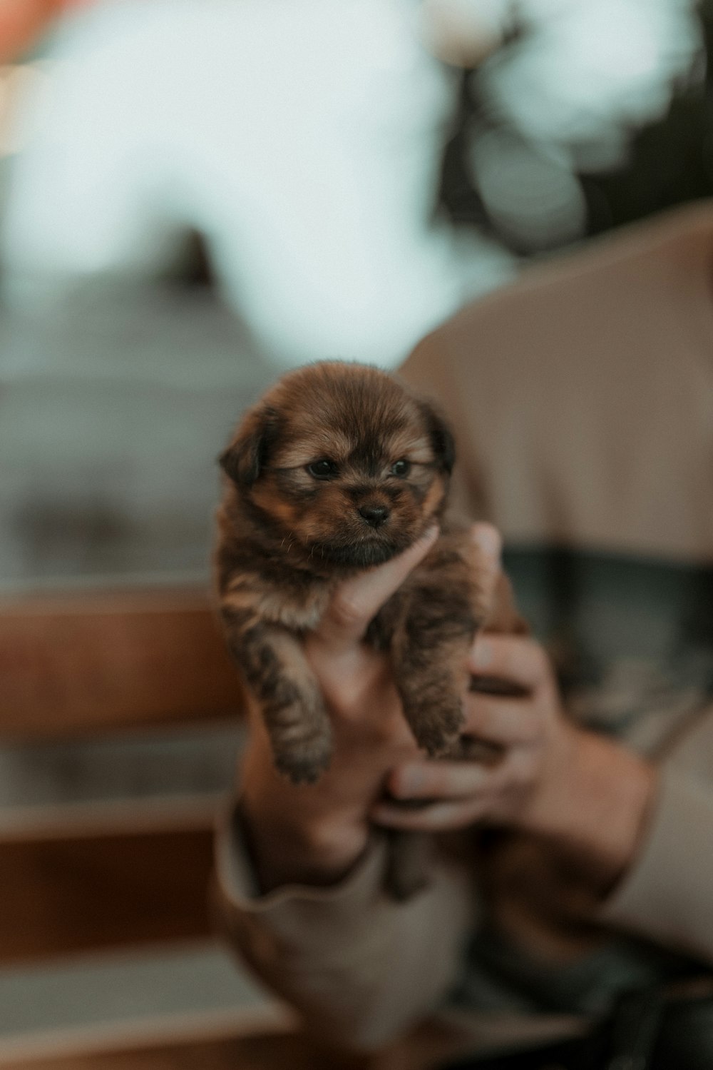 a person holding a small puppy in their hands
