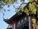 A traditional architectural structure features ornate roof tiles and decorative elements, partially obscured by lush green tree branches and leaves. The sunlight casts highlights on the building, creating a harmonious blend with the natural elements.