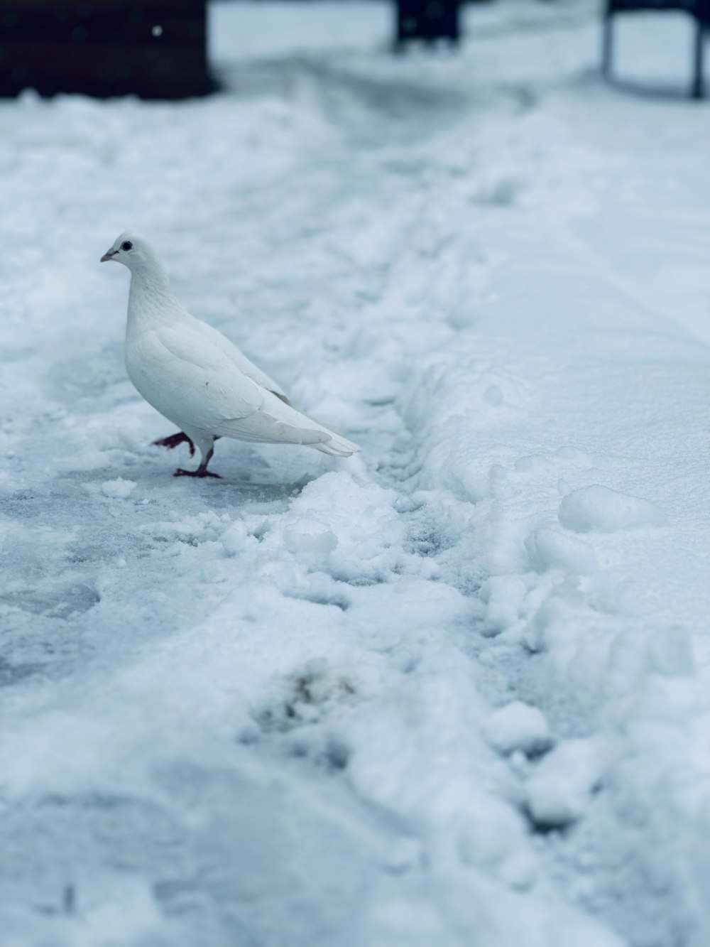a white bird is standing in the snow