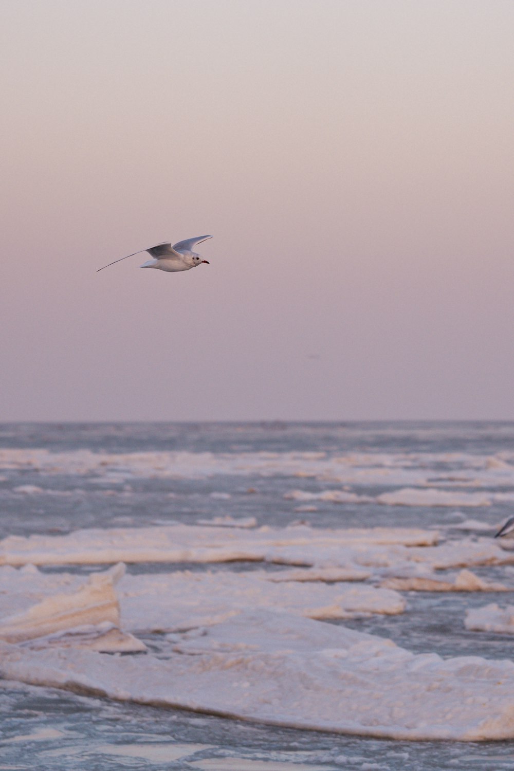 a seagull flying over the ice covered water