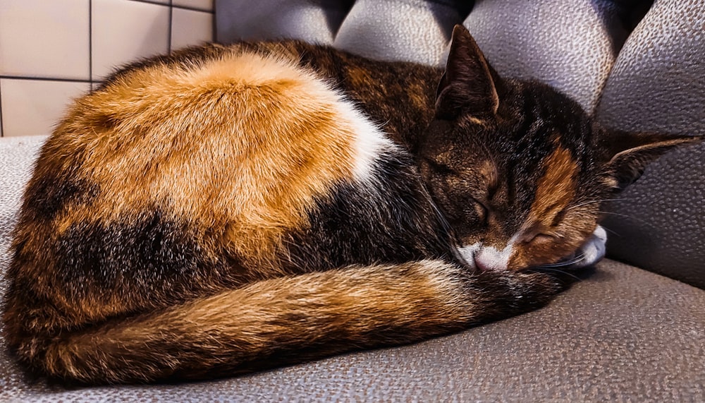 a cat curled up sleeping on a couch