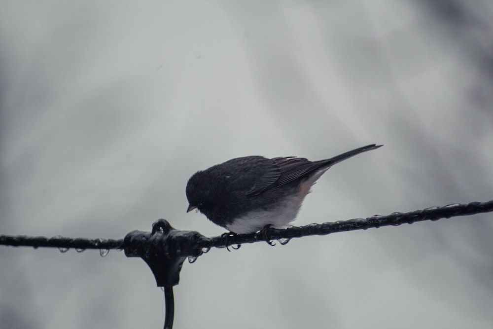 a small bird sitting on top of a wire