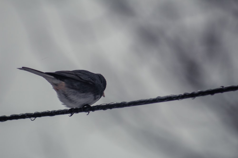 a small bird sitting on a wire under a cloudy sky