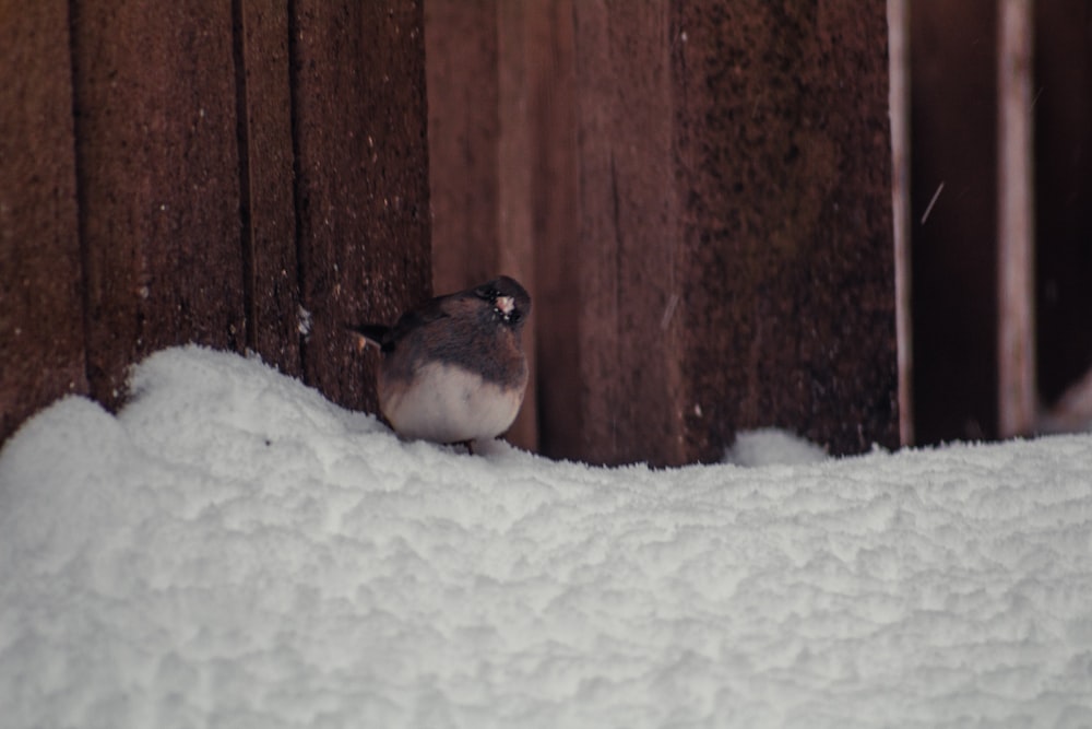 a small bird sitting on top of a pile of snow
