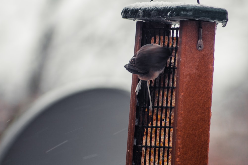 a bird perched on top of a bird feeder