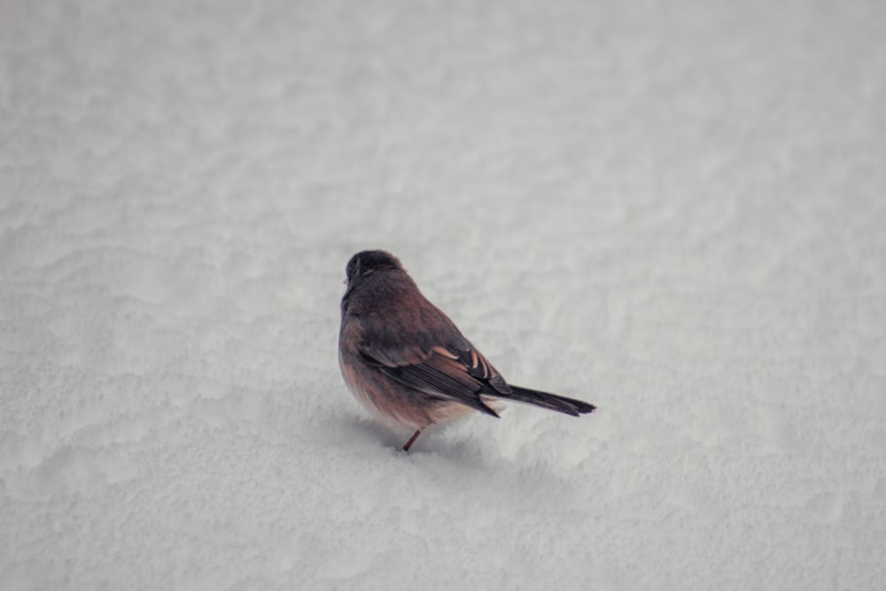 a small bird is standing in the snow