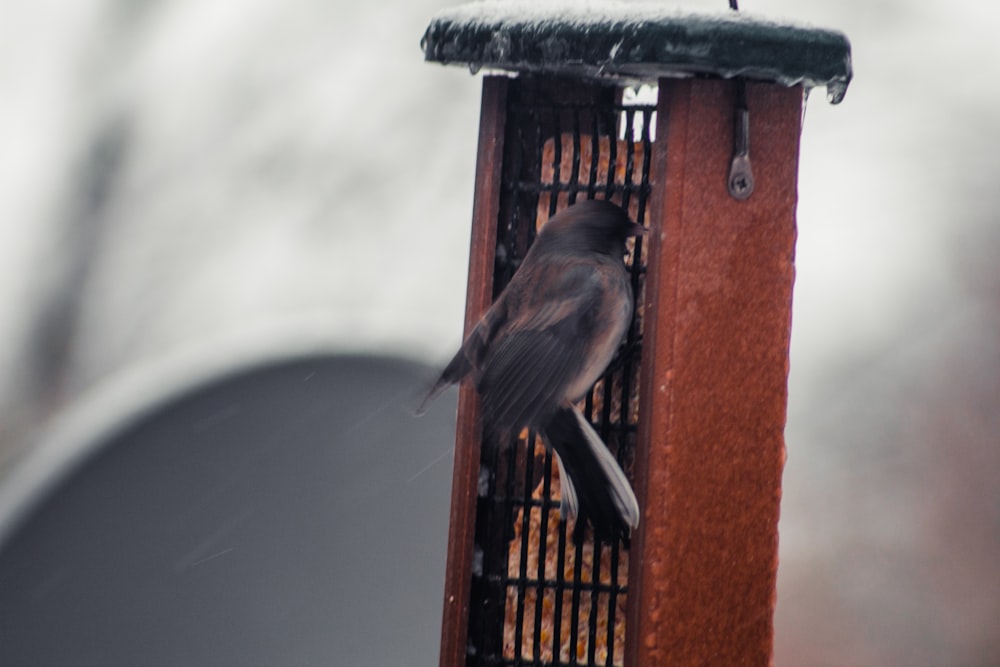 a bird sitting on top of a bird feeder