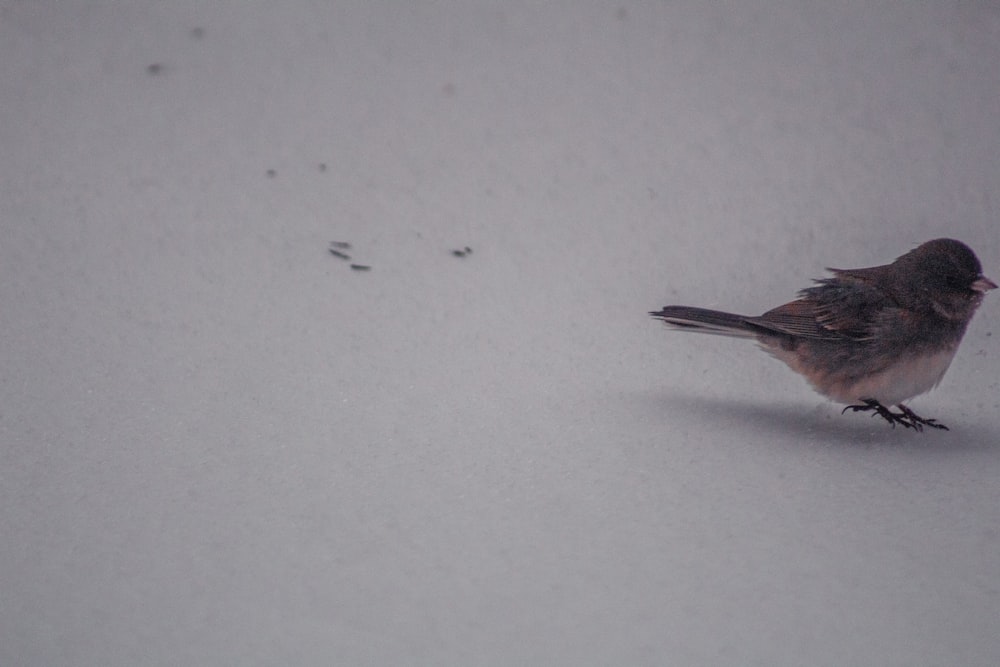 a small bird is standing in the snow