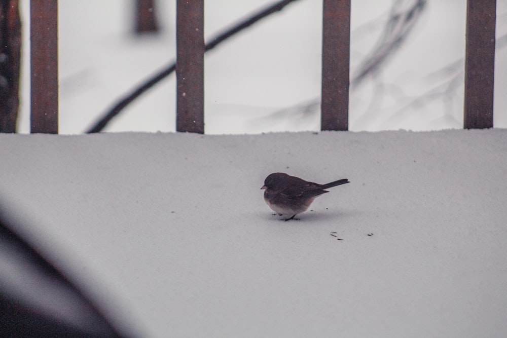 um pequeno pássaro em pé em cima de um chão coberto de neve